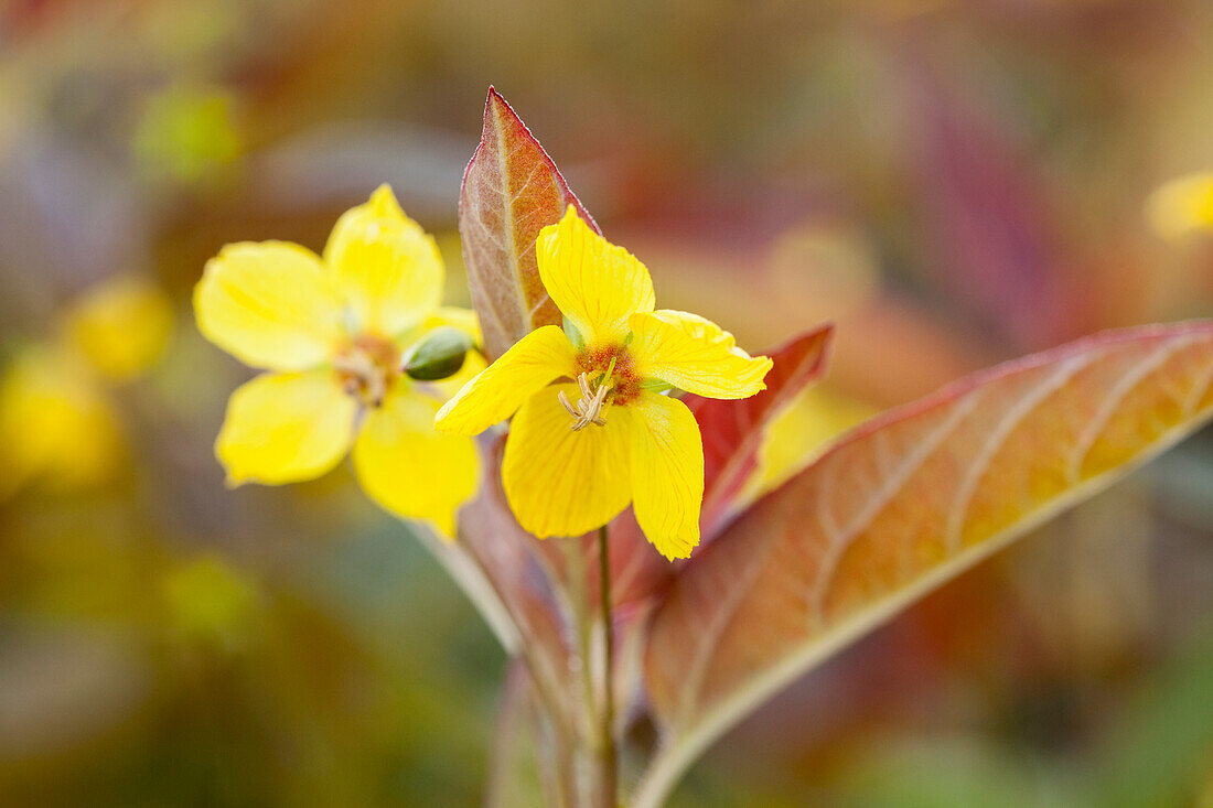 Lysimachia ciliata 'Firecracker'