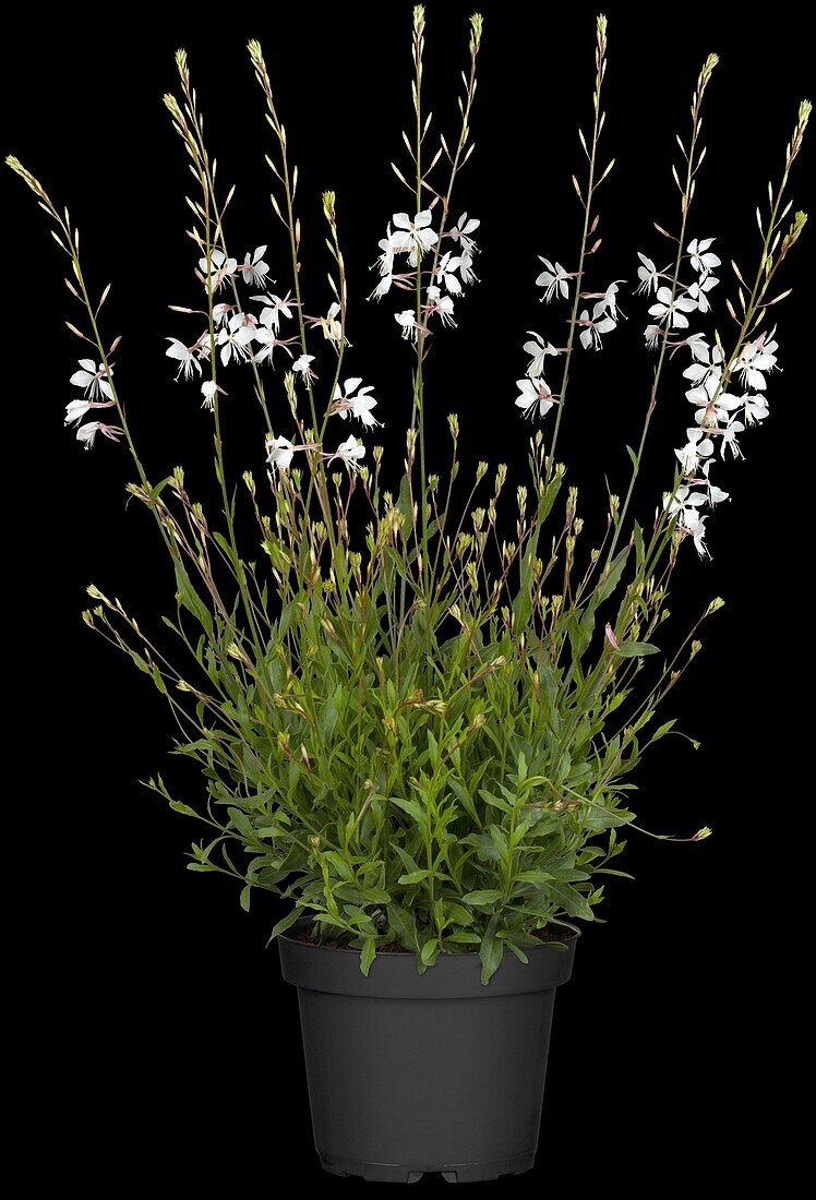 Gaura lindheimeri, white