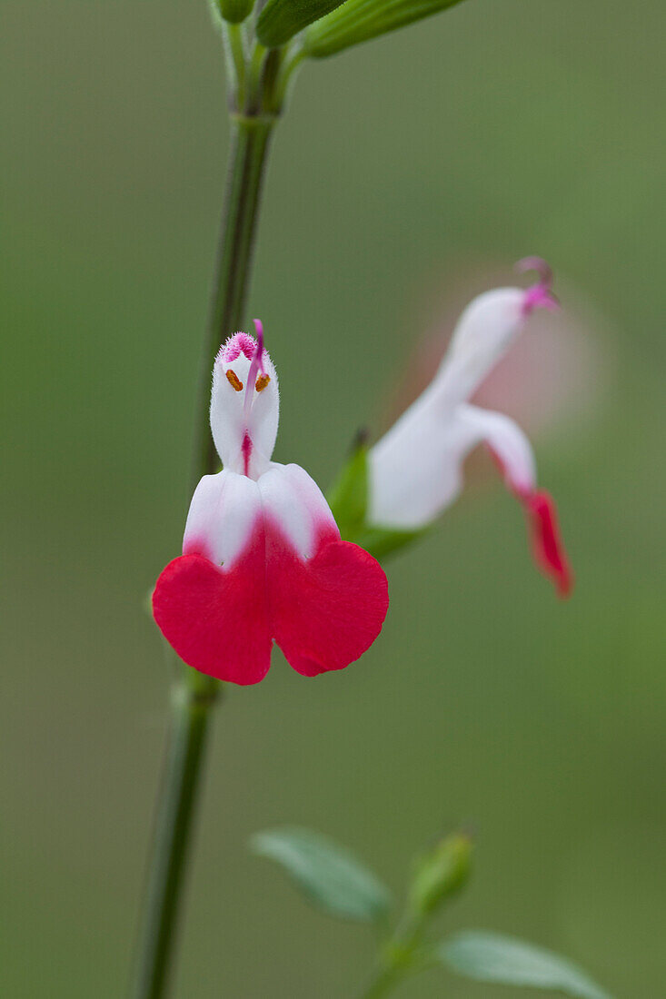 Salvia microphylla 'Hot Lips'