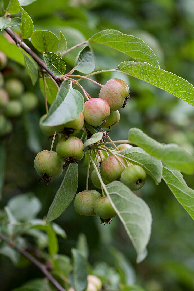 Malus domestica 'Purple Cousinot