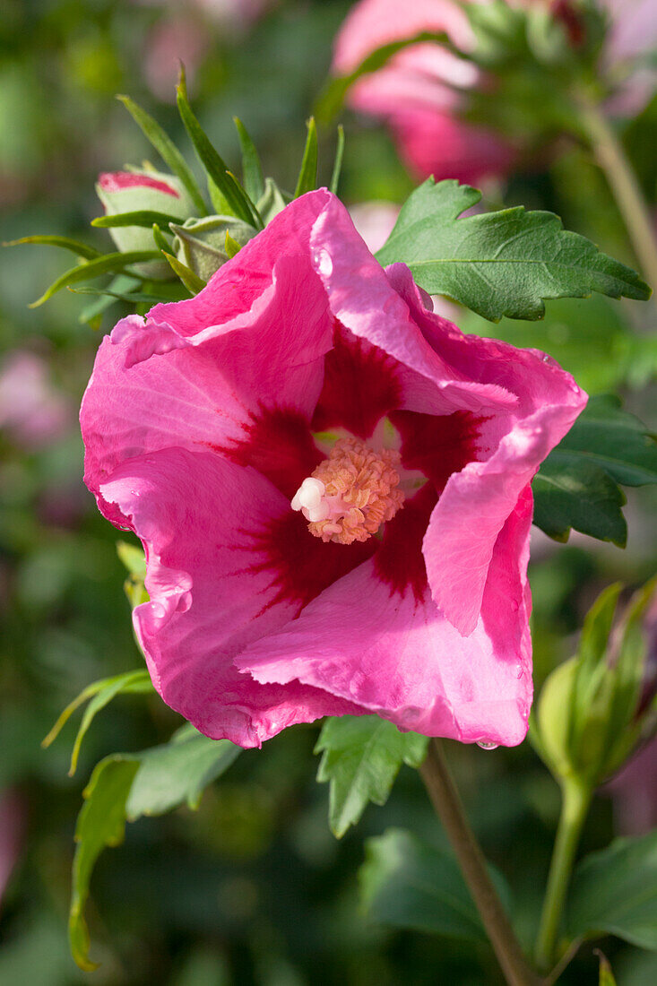 Hibiscus syriacus 'Pink Giant'®