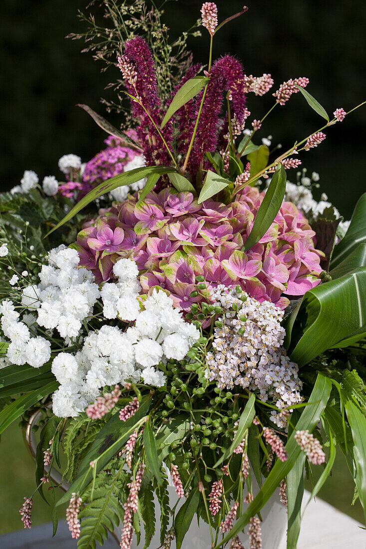 Hydrangea macrophylla