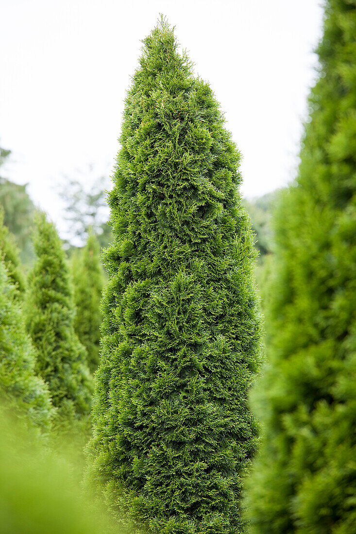 Thuja occidentalis 'Emerald'