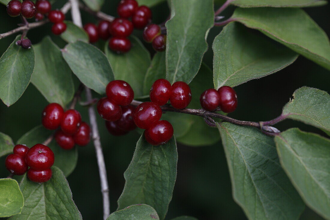 Lonicera xylosteum