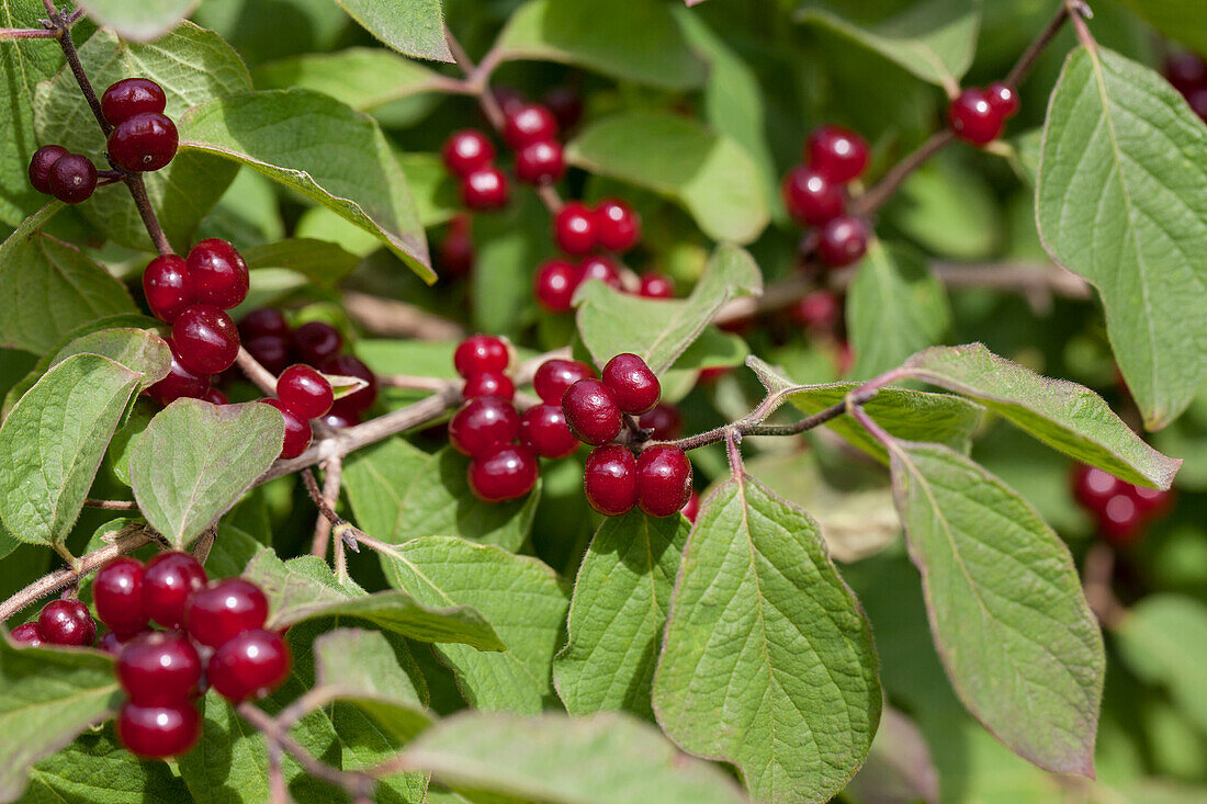 Lonicera xylosteum