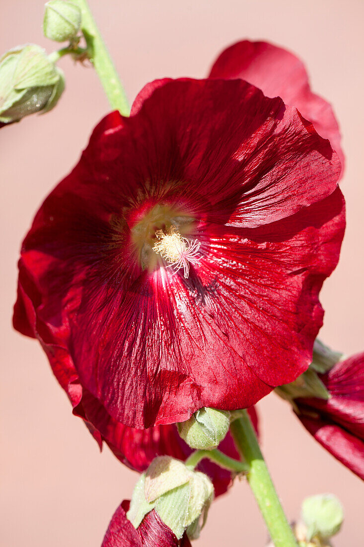 Alcea rosea, red