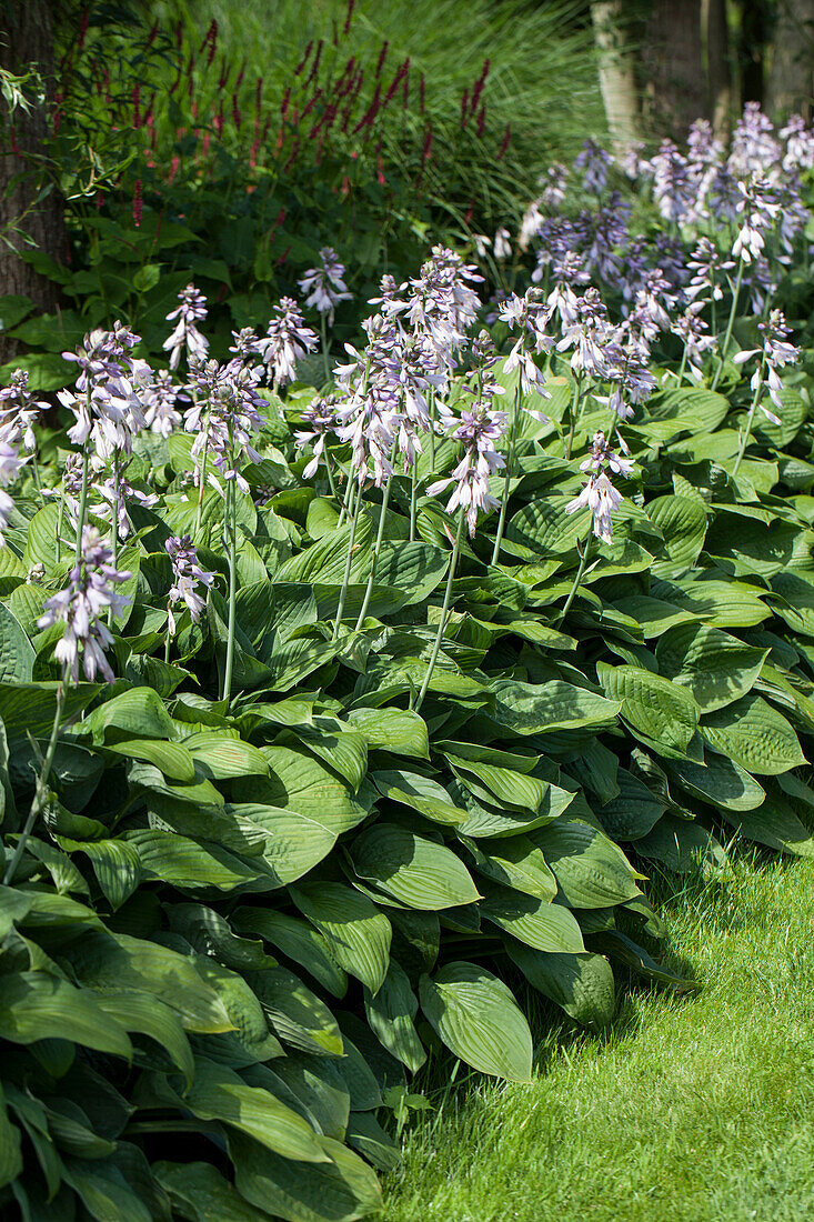 Hosta