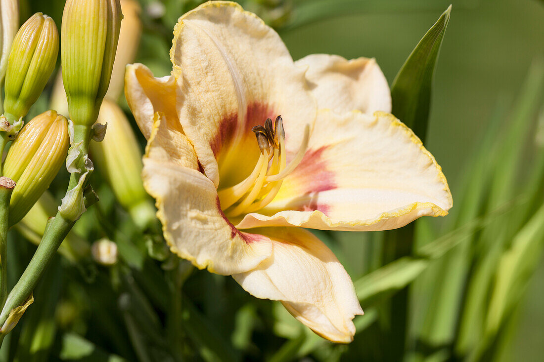 Hemerocallis 'Custard Candy'