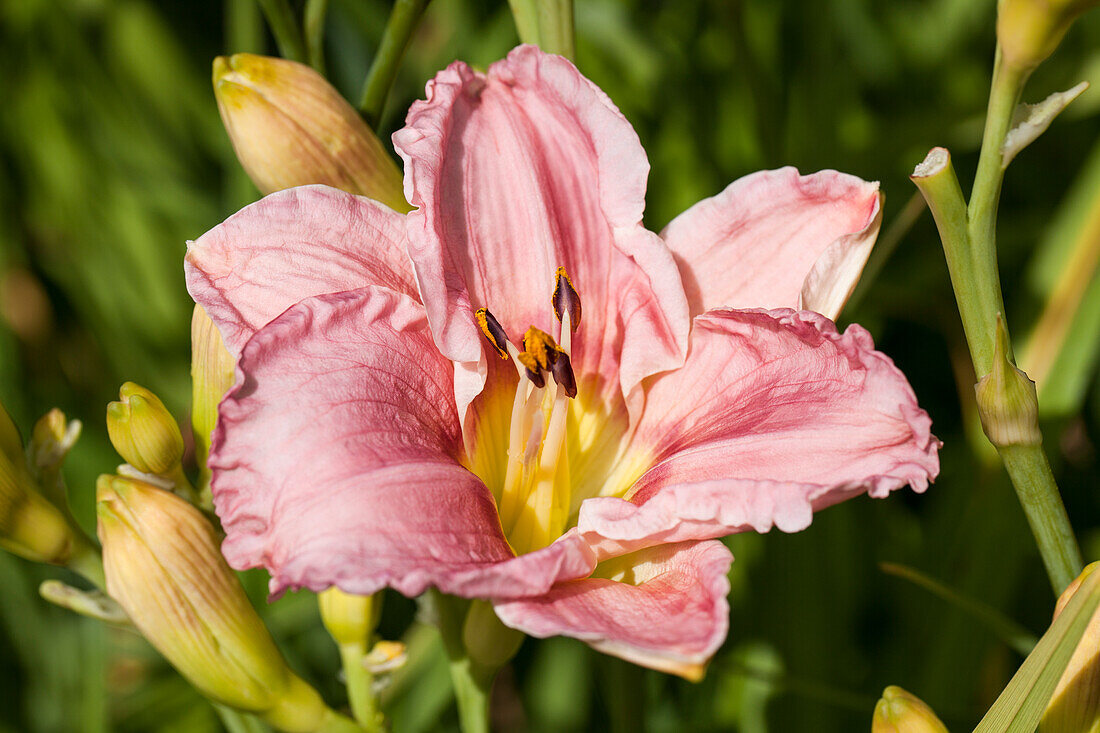 Hemerocallis Chanson d'Amour