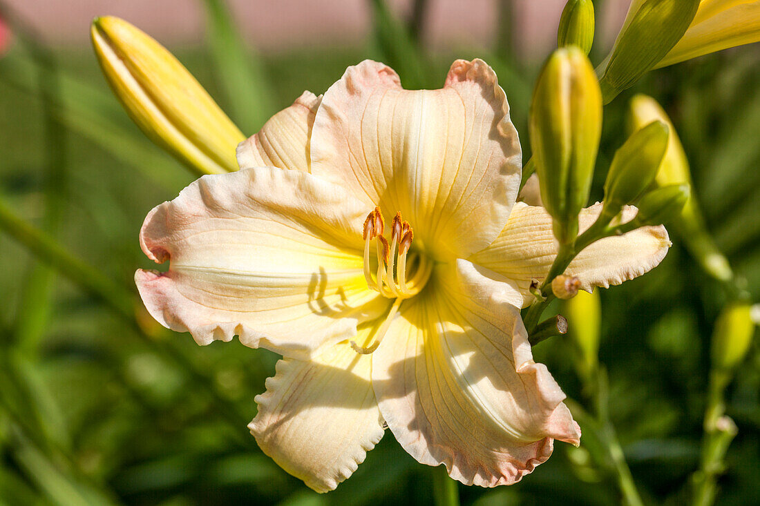 Hemerocallis 'Big Smile'