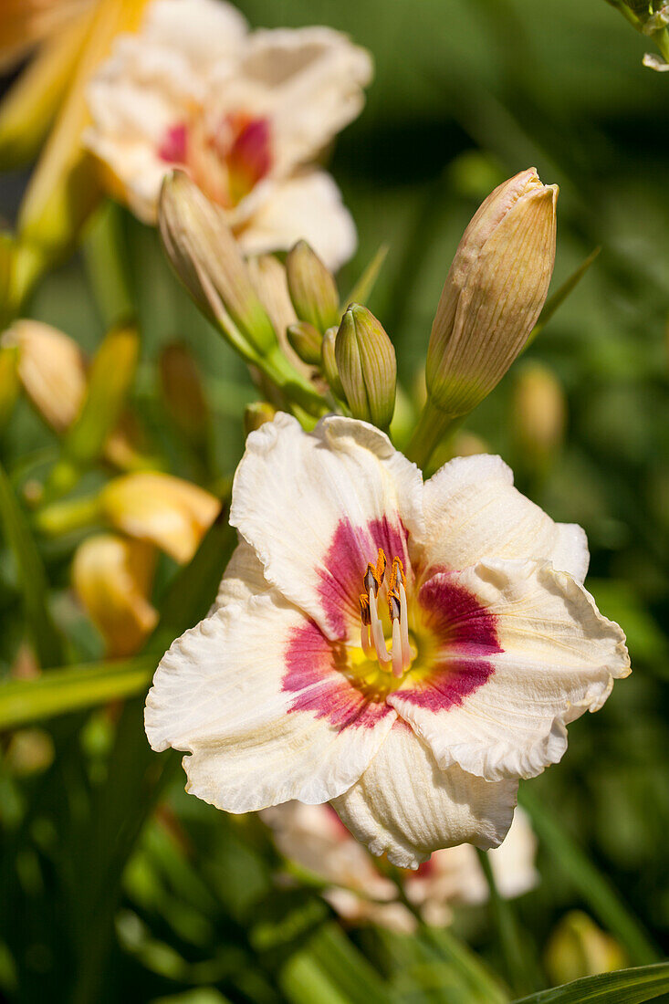 Hemerocallis 'Siloam Gum Drop'