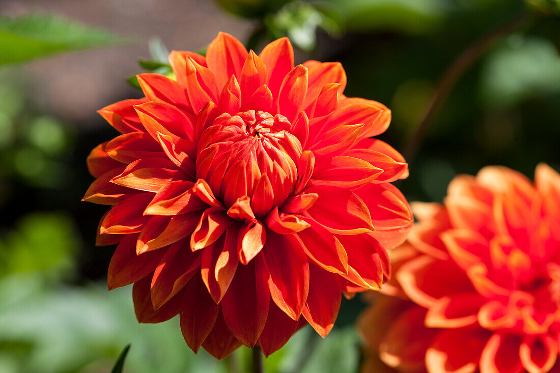 Dahlia 'Wigo Super