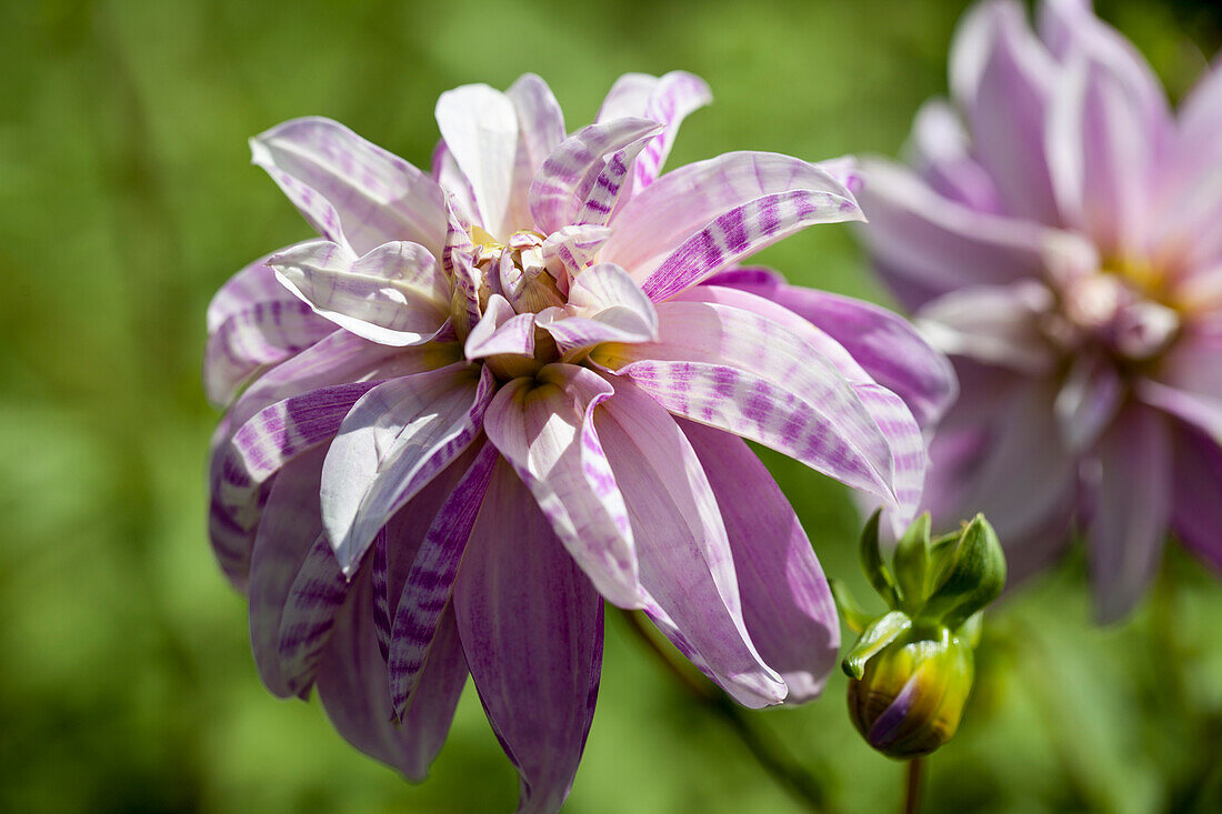 Dahlia 'Pink Giraffe'