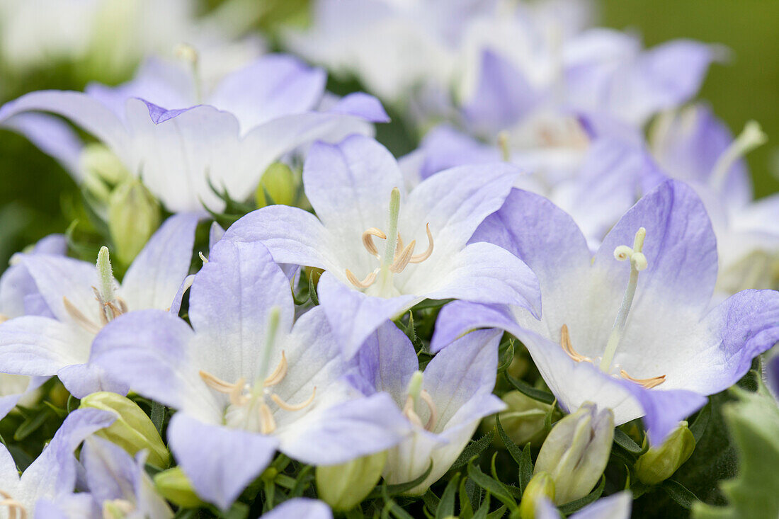 Campanula carpatica