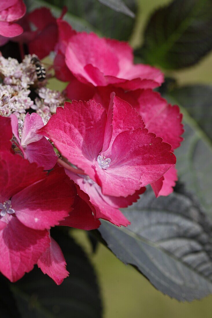 Hydrangea macrophylla, rosa