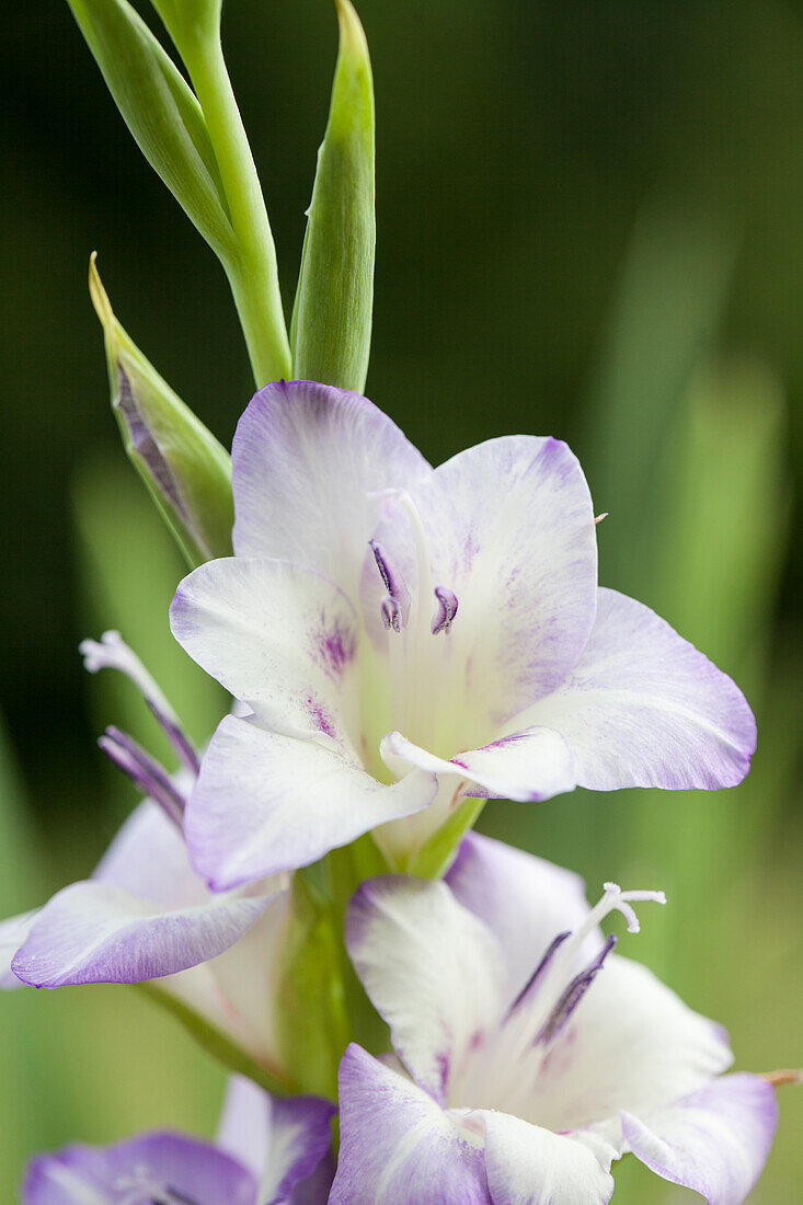 Gladiolus 'Glamini'®