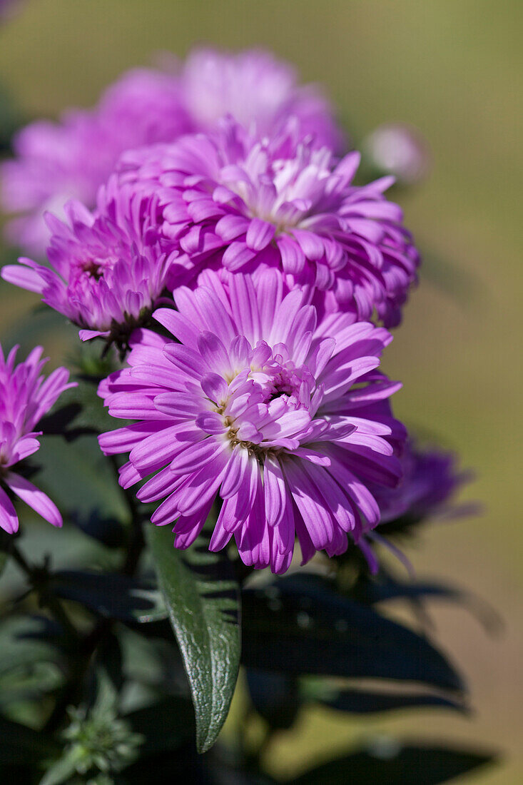 Aster 'Victoria'