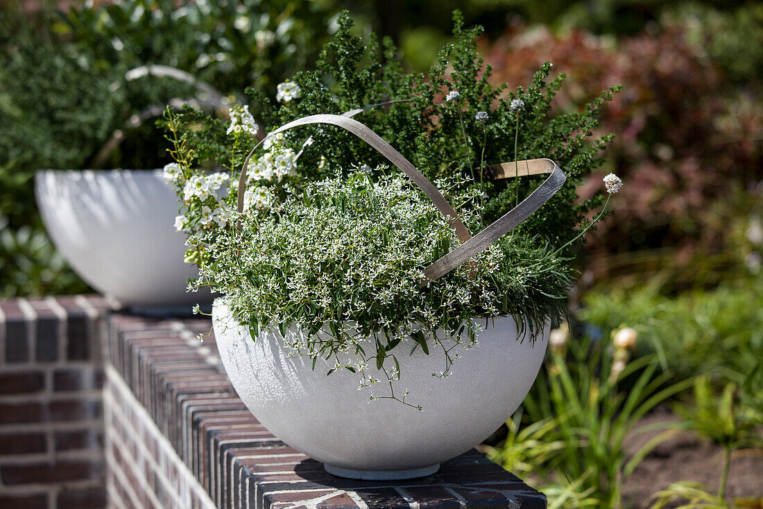 tub planting