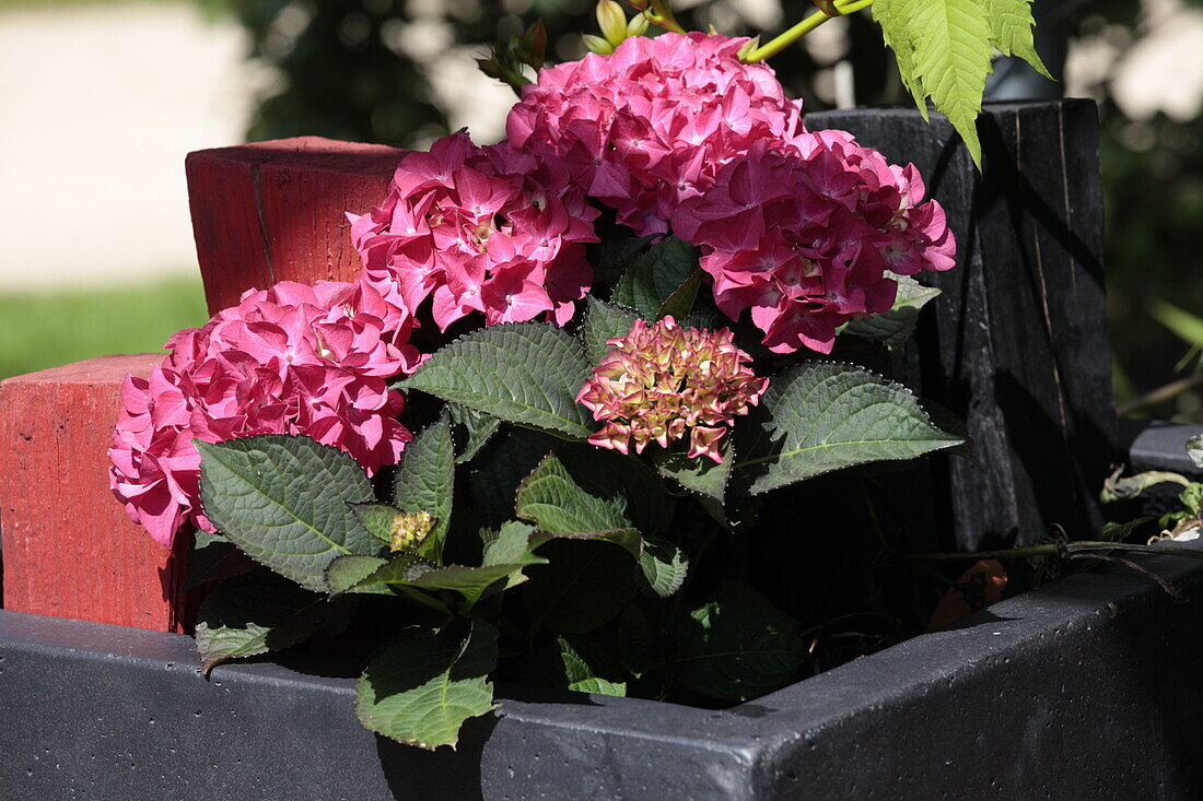 Hydrangea