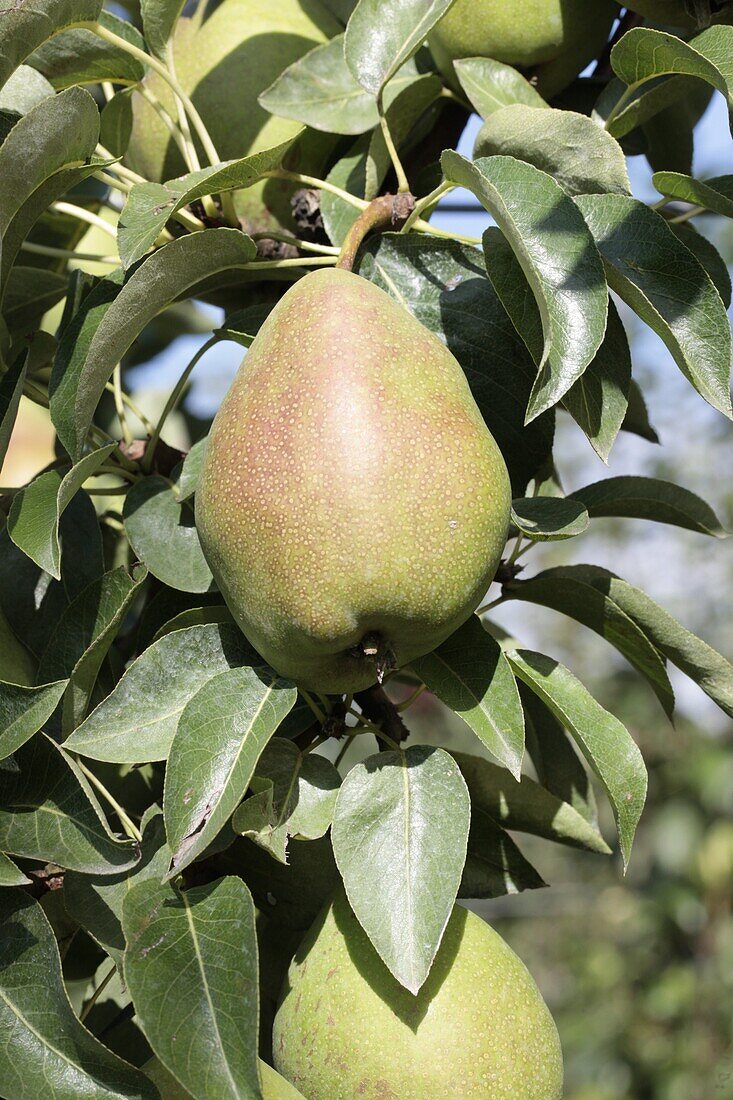 Pyrus communis 'Delicious from Charneux'.