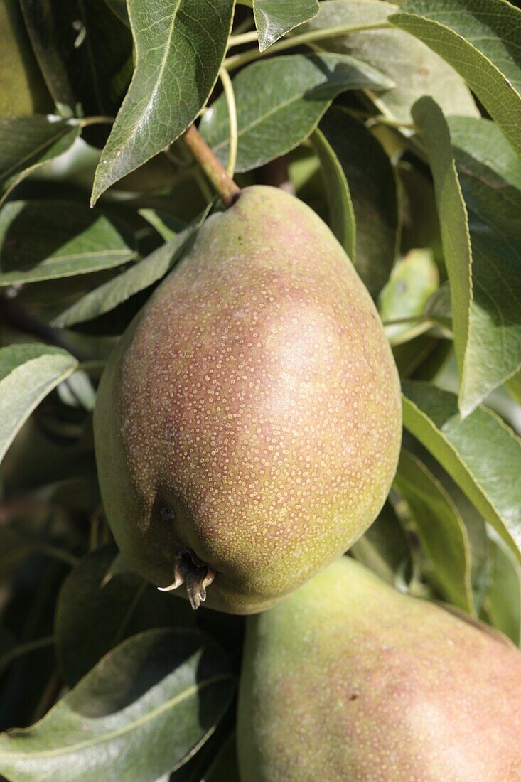 Pyrus communis 'Delicious from Charneux