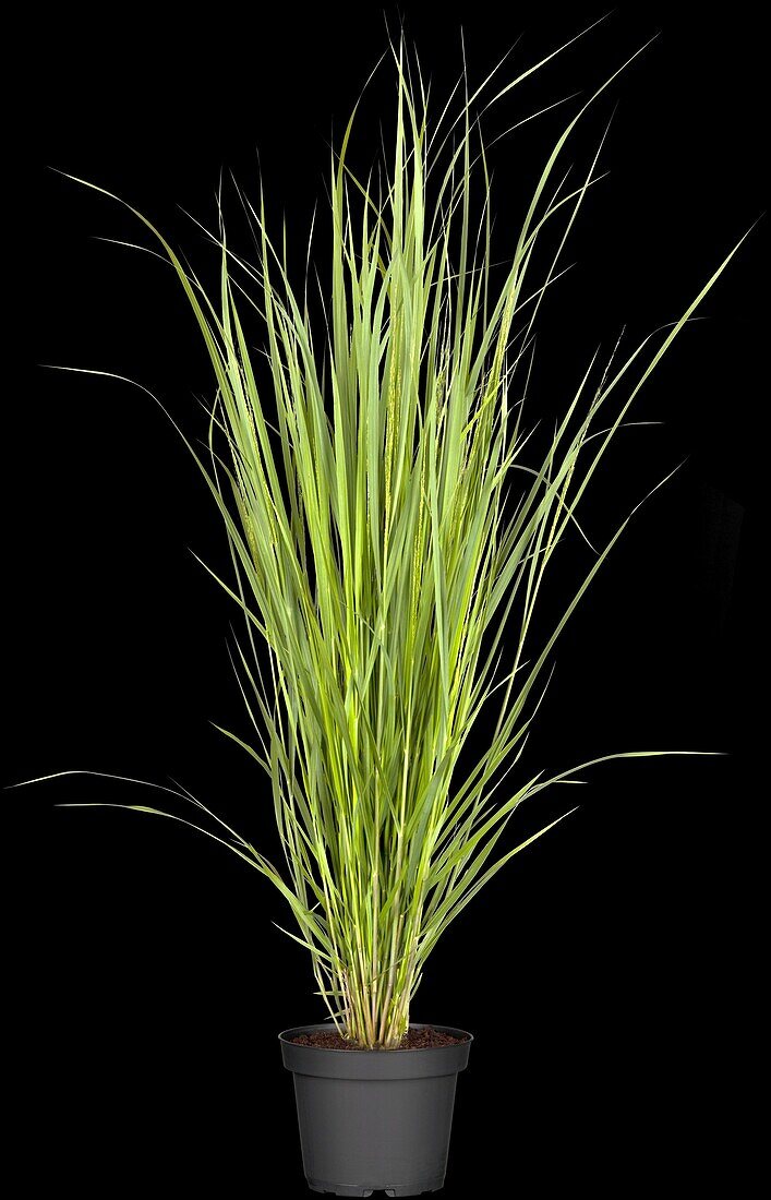 Panicum virgatum 'Northwind'