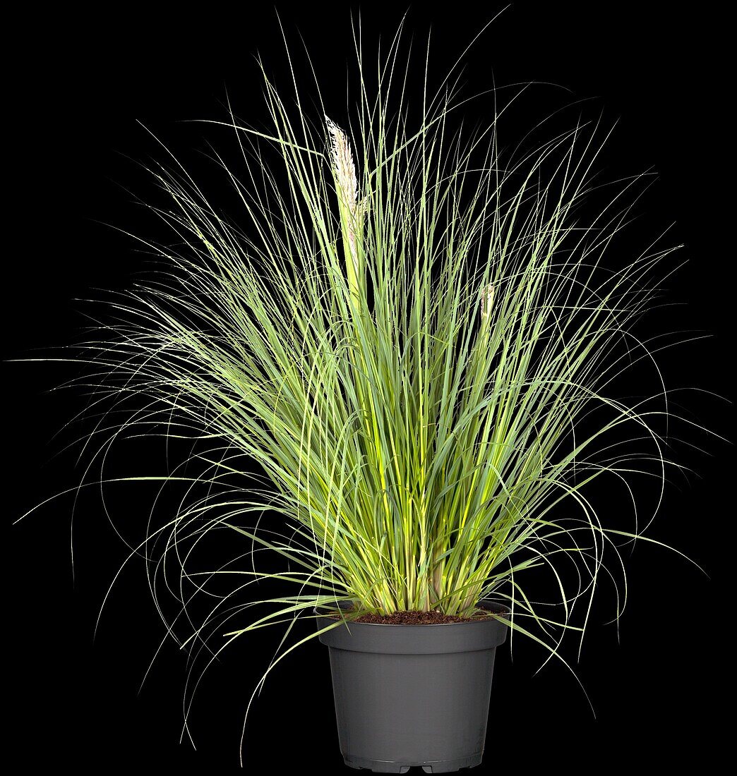 Cortaderia selloana 'Pumila'