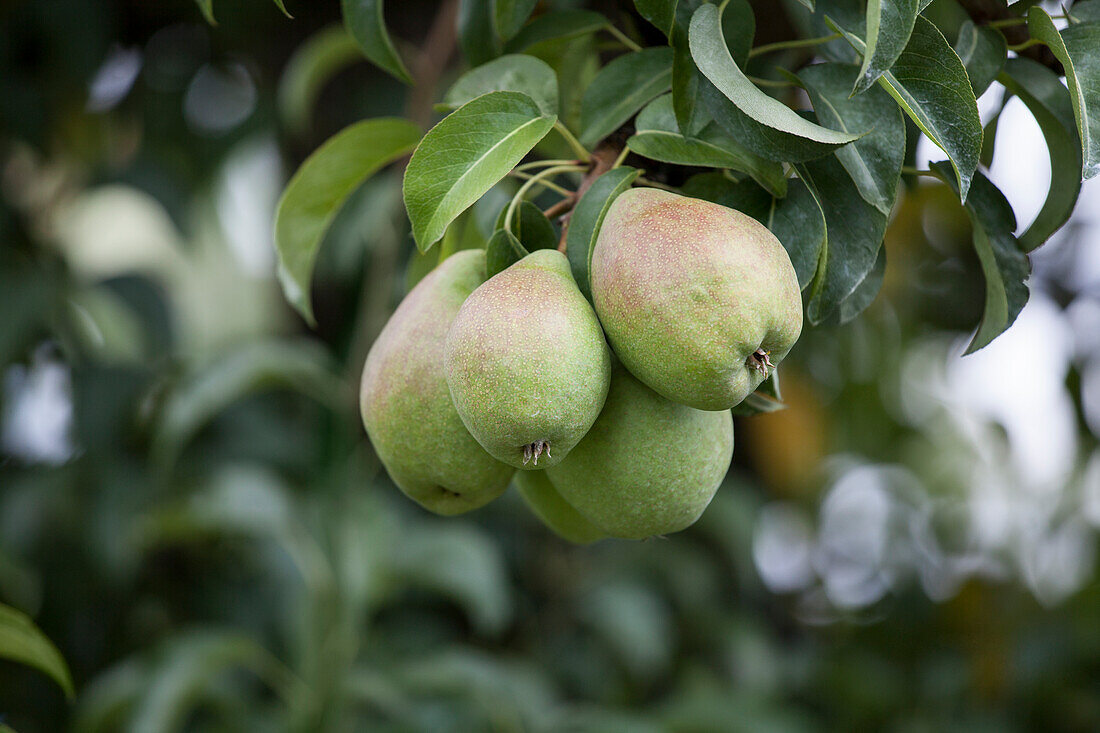 Pyrus communis