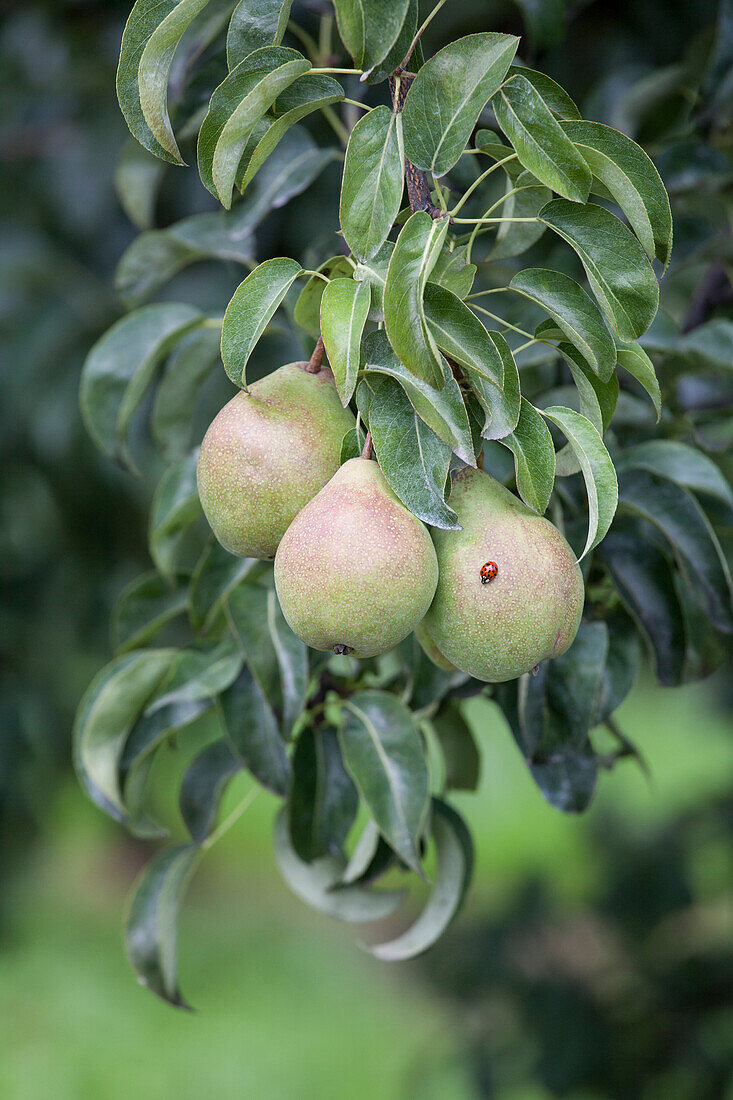 Pyrus communis