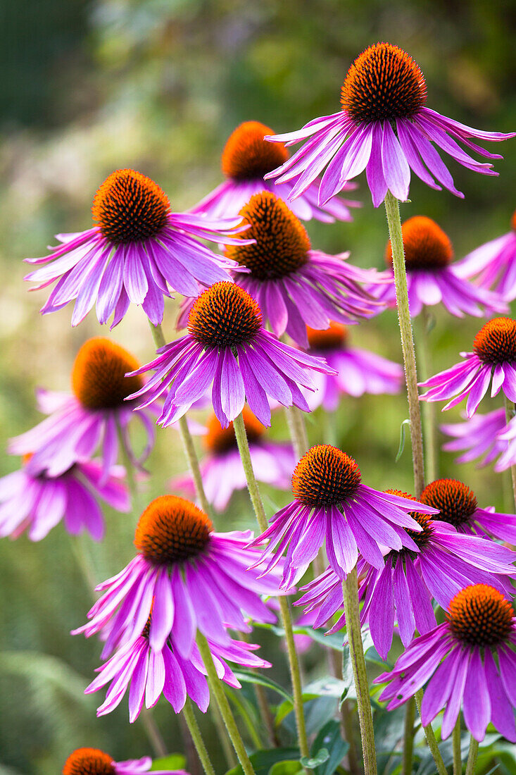 Echinacea purpurea, rosa