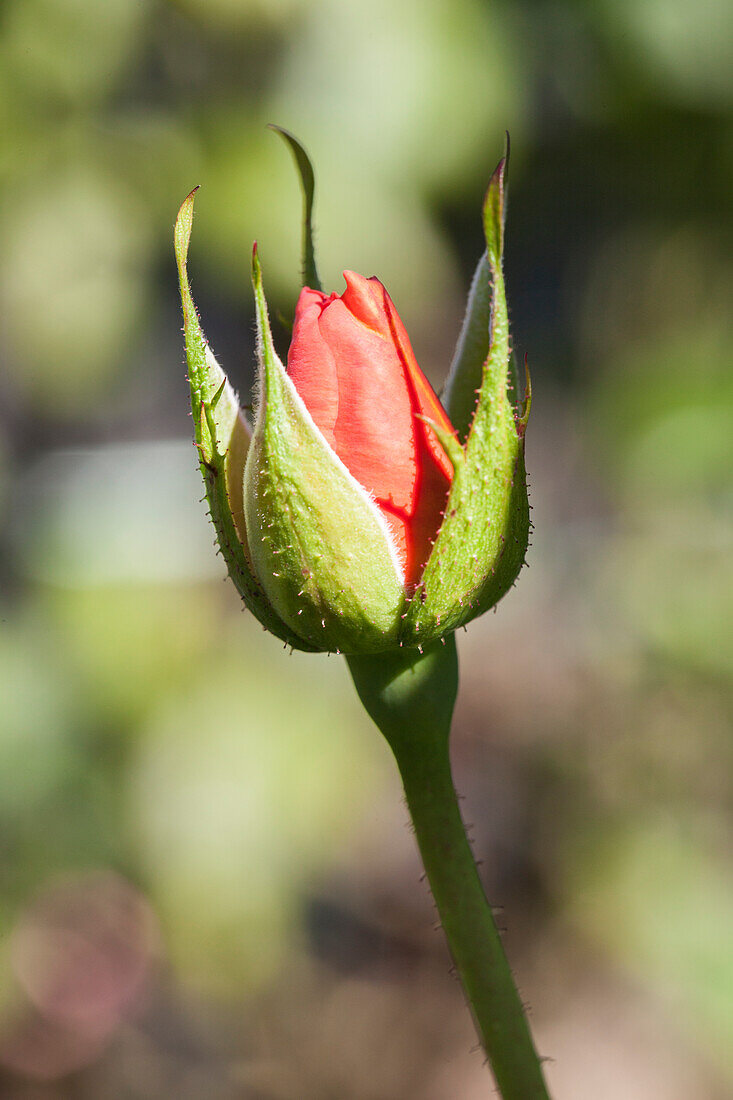 Rosa 'Bengali'®