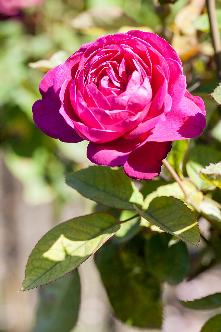 Rosa 'Old Port'®