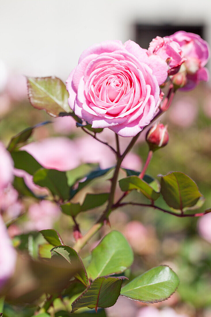 Rosa 'Carina'®