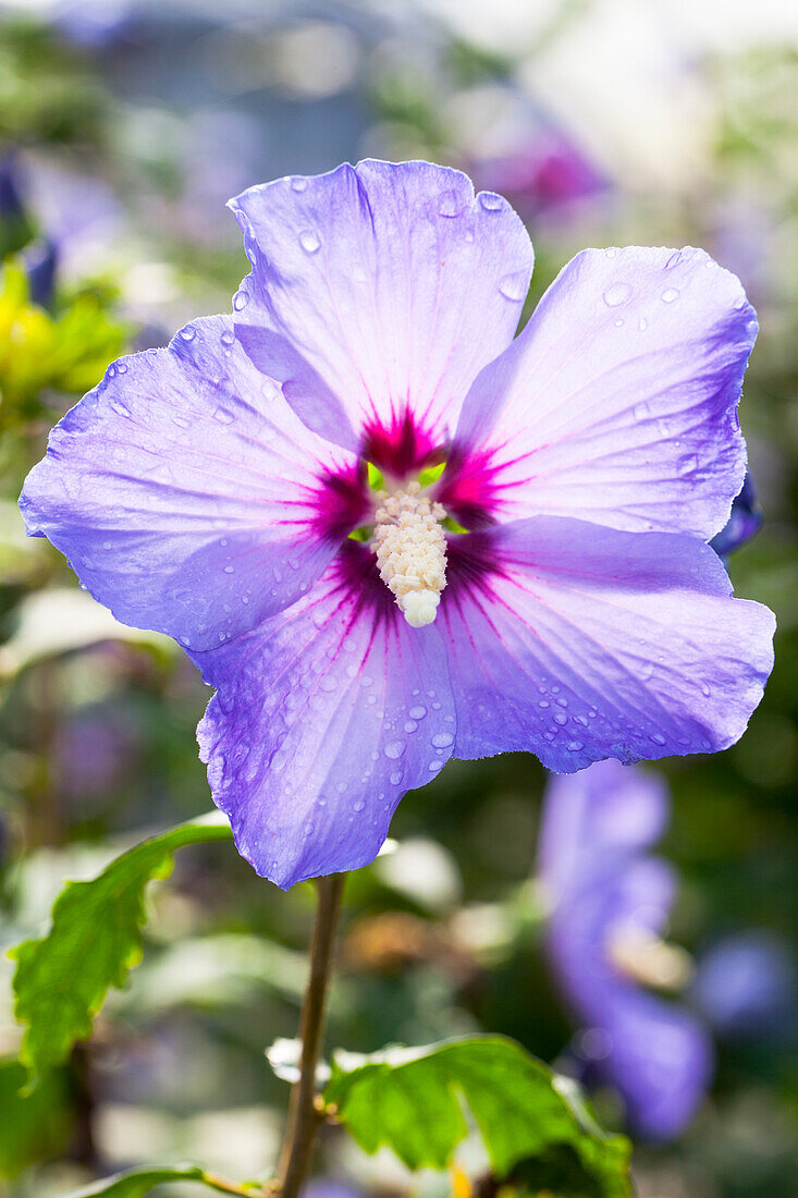 Hibiscus syriacus 'Marina'