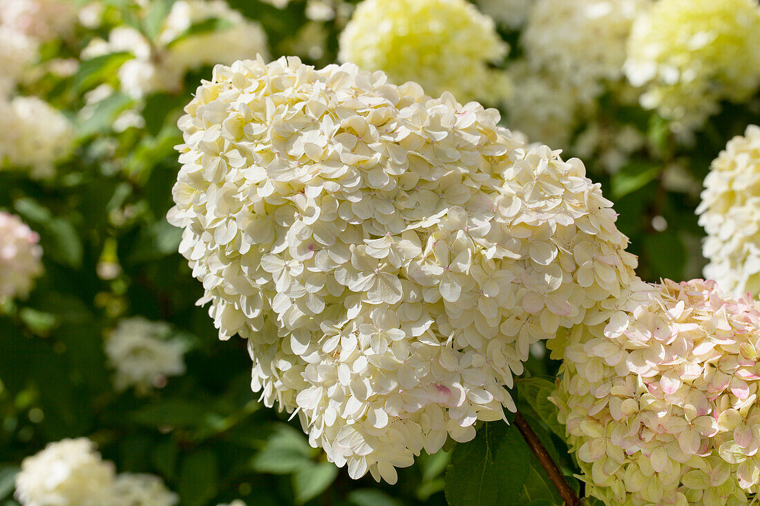 Hydrangea paniculata 'Limelight'(s)