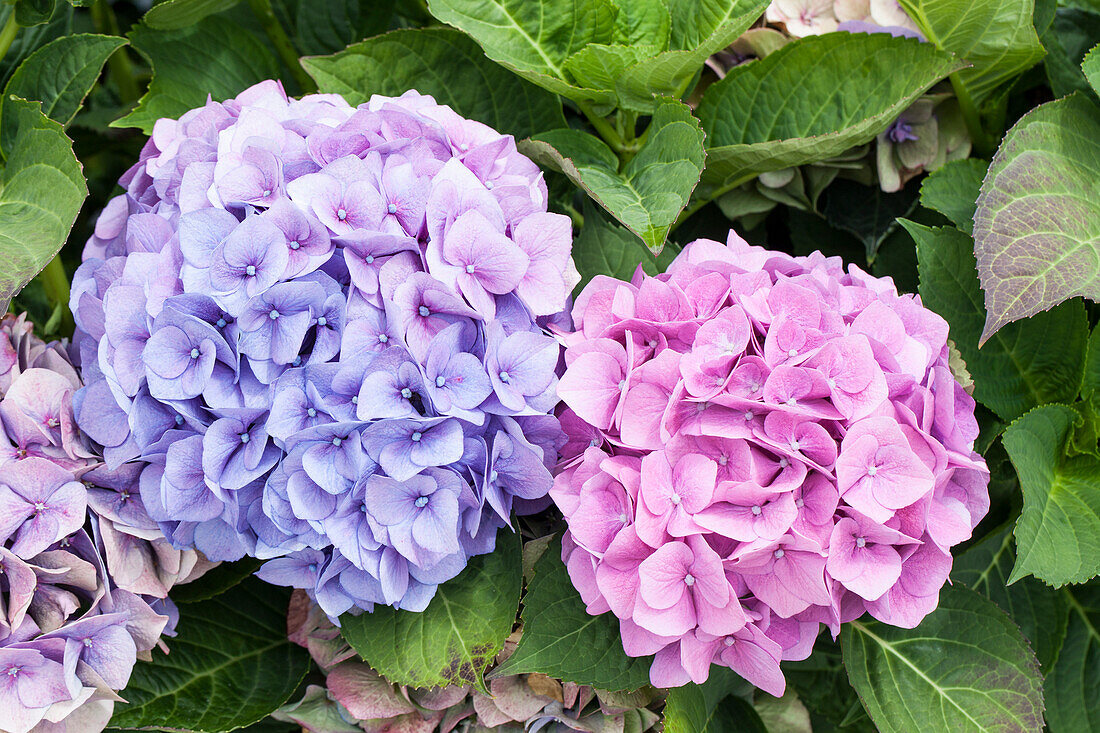 Hydrangea macrophylla 'Bela'(s)