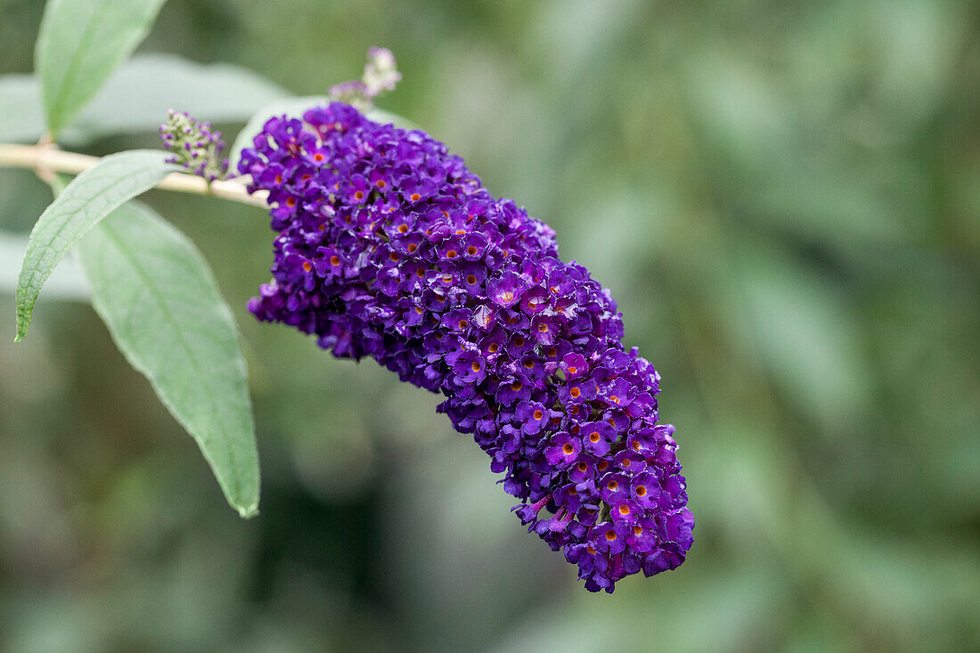 Buddleja davidii 'Black Knight' (English)