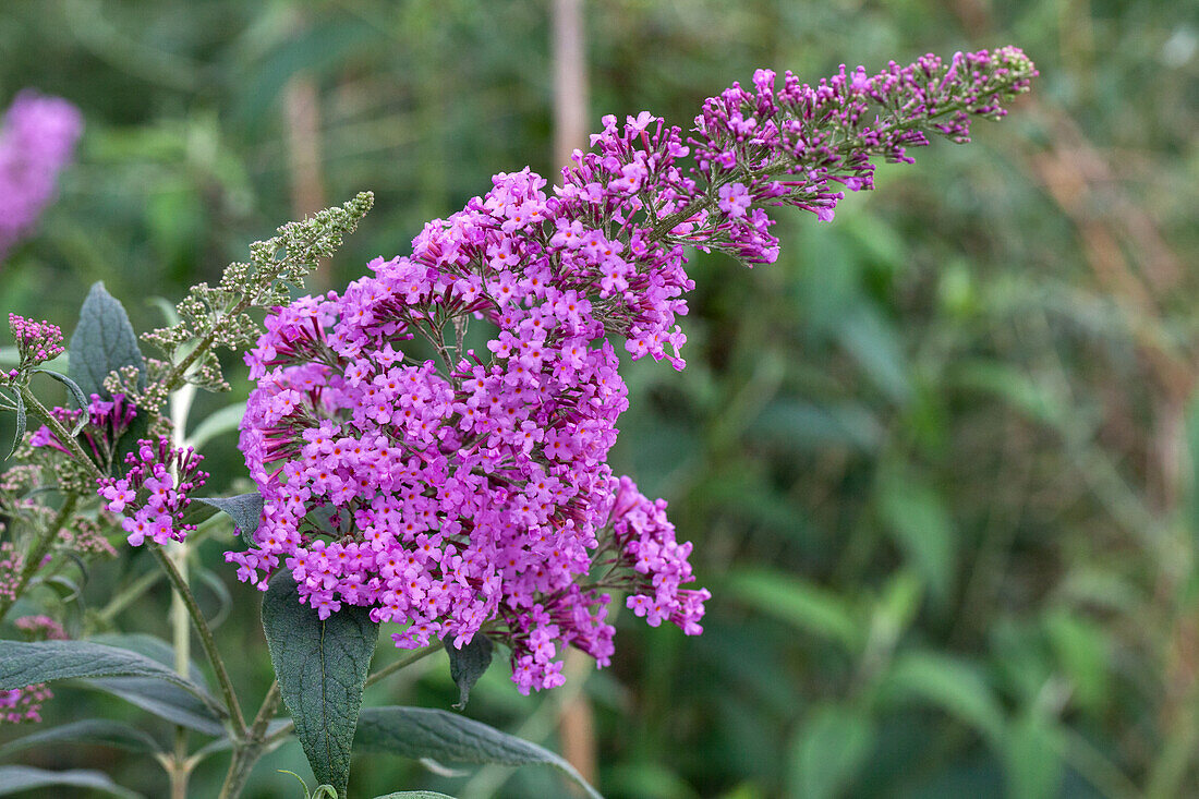 Buddleja davidii Pink Delight