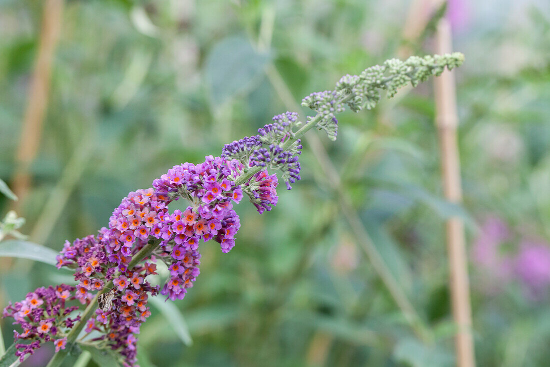 Buddleja davidii 'Bicolor' buddleia davidii