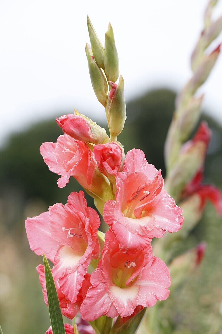 Gladiolus, rosa-weiß
