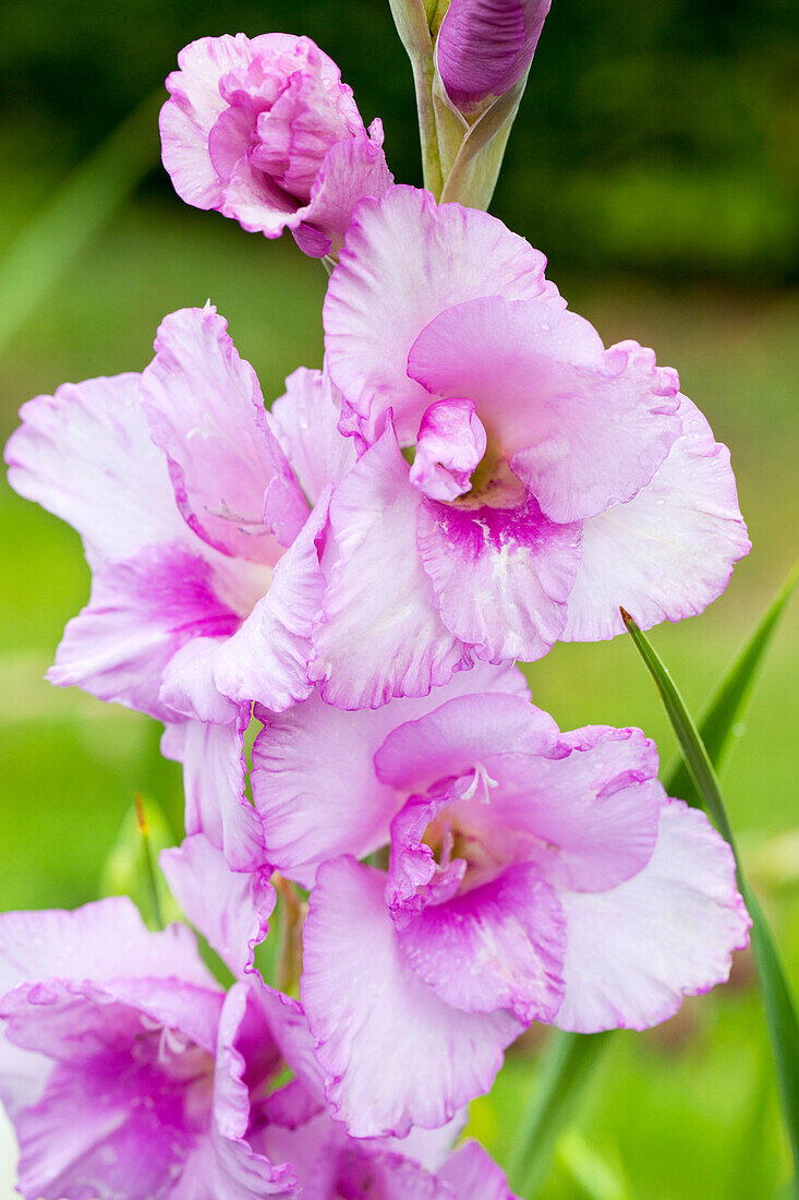 Gladiolus, purple-white