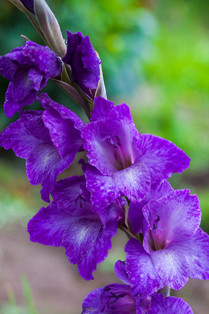 Gladiolus, blau