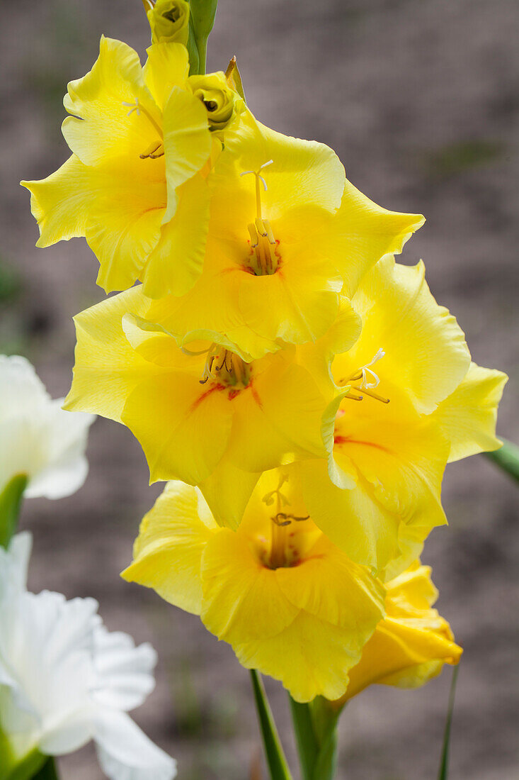 Gladiolus, gelb