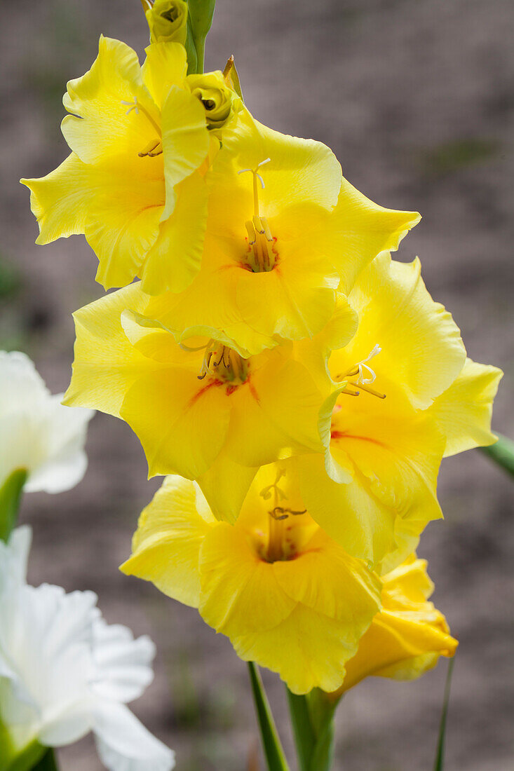 Gladiolus, yellow