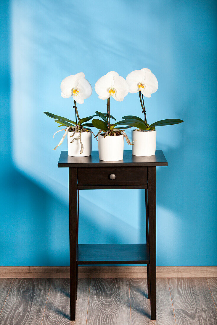 Phalaenopsis, white