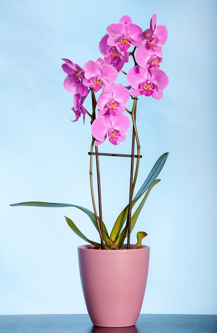 Phalaenopsis, pink