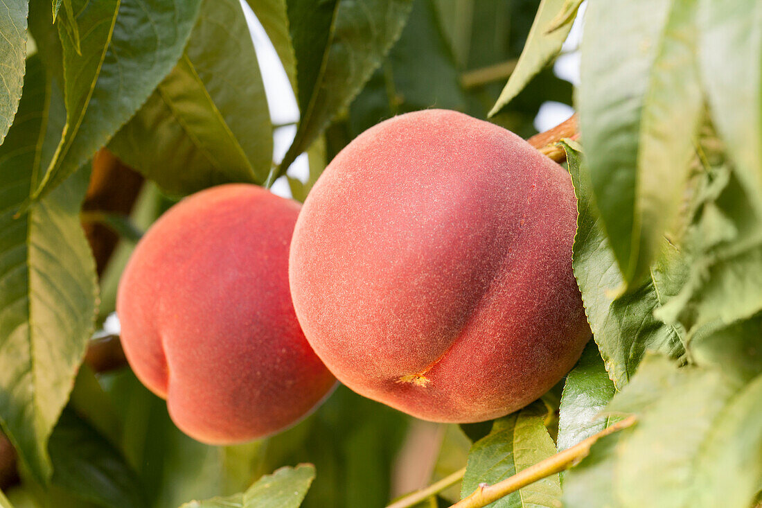 Prunus persica