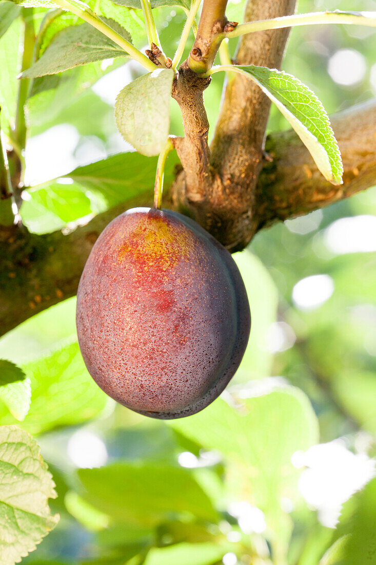 Prunus domestica subsp. domestica 'Geisenheimer Toptaste' (Geisenheimer top branch)