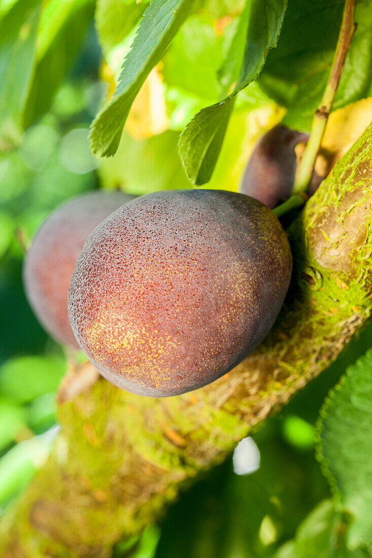 Prunus domestica subsp. domestica 'Geisenheimer Toptaste'
