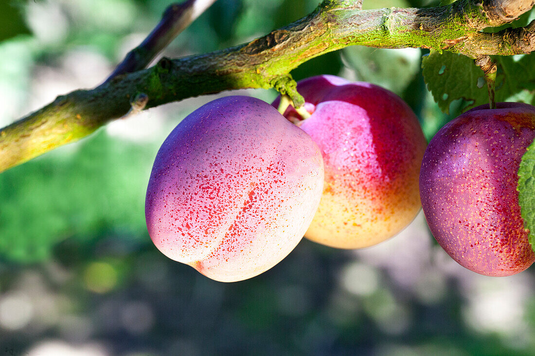 Prunus domestica 'Avalon'